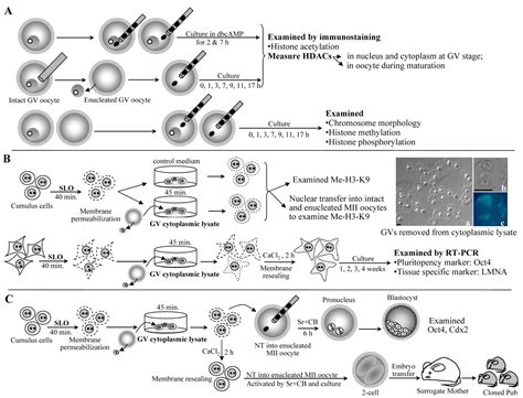 assay chromatin fertility sperm sperm structure test naked photo