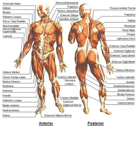 diagrams muscles   human body