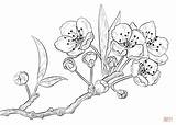 Cherry Coloring Blossom Blossoms Library Clipart Bud Flower Drawing sketch template
