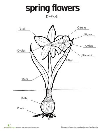 color  daffodil worksheet educationcom parts   flower daffodils science worksheets