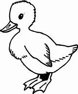 Coloring Duck Wecoloringpage sketch template