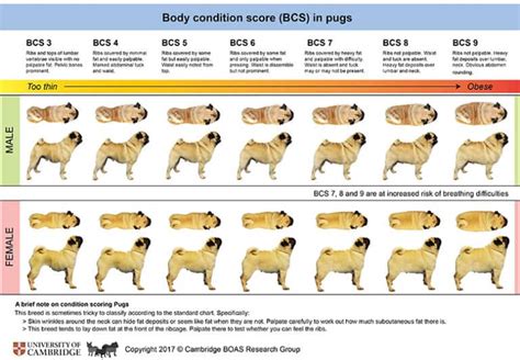 pug  overweight pug weight chart
