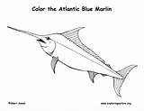 Marlin Blue Coloring Fish Atlantic Pages Template Please Templates Sponsors Wonderful Support sketch template