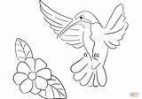Coloring Hummingbird Pages Printable Hummingbirds Categories sketch template