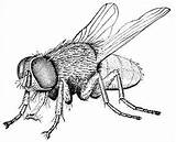 Fly Clipart House Drawing Insect Clip Coloring Housefly Flies Drawings Pencil Bug Insects Pages Flew Sketch Diagram Bugs Collection Domain sketch template