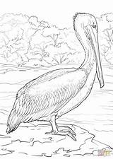 Pelican Brown Colouring Pelicans sketch template