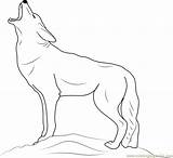 Coyote Coloring Howling Pages Color Coloringpages101 Drawings 14kb 732px sketch template