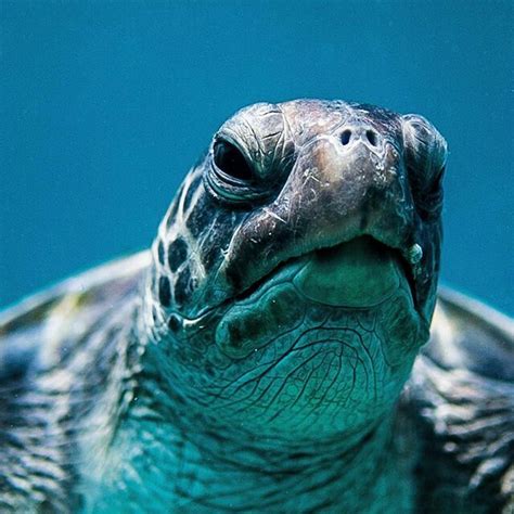high resolution sea turtles face