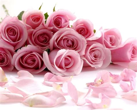 gambar bunga pink terbaik gratis