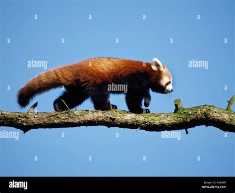 natural behaviour lesser  red panda ailurus fulgens walking  tree branch beekse bergen zoo
