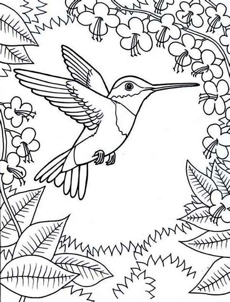 bird coloring pages hummingbird colors printable coloring pages