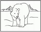 Coloring Pages Animals Arctic Printable Bear Popular Polar Kids sketch template