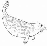 Foca Ausmalbild Seals Leopardo Ringed Robben Focas Pintar Harp Arktis sketch template