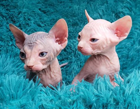 sphynx sphynx hairless kittens tica registered cats for sale price