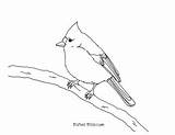 Tufted Titmouse Coloring sketch template