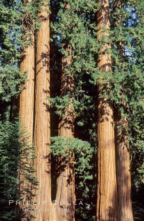 sequoia trees sequoiadendron giganteum photo sequoia kings canyon