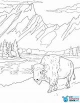 Teton Wyoming Bison Yellowstone Parks Bisons Intended Pronghorns Sheets Supercoloring sketch template