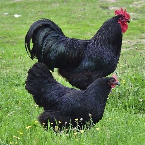 Black Australorp The Chick Hatchery