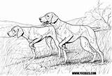 Pointer Coloring German Shorthaired Pages Dog Labradoodle Drawings Getdrawings Drawing Designlooter Dogs Color Shorthair Choose Board 95kb 475px sketch template