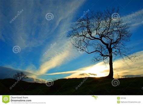 de boom van de zonsondergang stock afbeelding image  zonsopgang winter