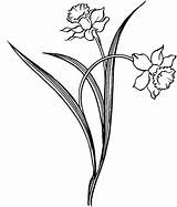 Daffodil Outline Drawing Flower Clipart Coloring Daffodils Line Drawings Clip Pages Hawthorn Tattoo Pretty Cliparts Printable Colouring Stained Glass Spring sketch template