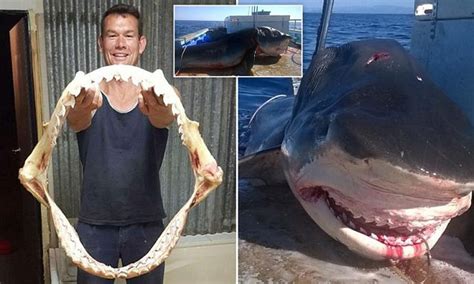 Jaws From Tiger Shark Caught Off Tweed Heads Australia