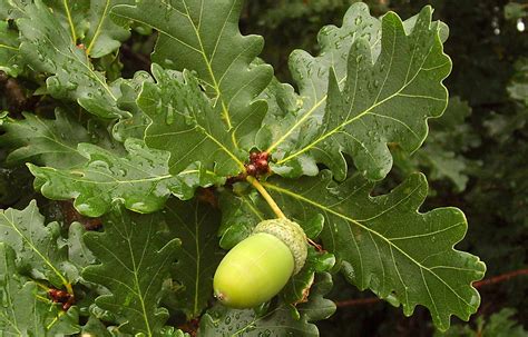 quercus robur english oak  botany