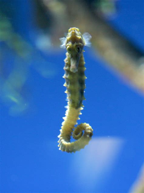 filelined seahorse frontjpg wikimedia commons