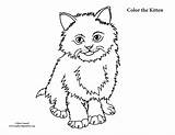 Coloring Kitten Fluffy sketch template