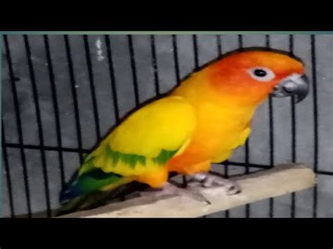 beautiful sunconor parrot pair youtube