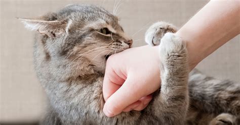 cat bite  gently    understanding feline