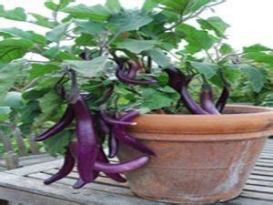 menanam terong ungu  berbuah lebat pt kusuma dipa nugraha