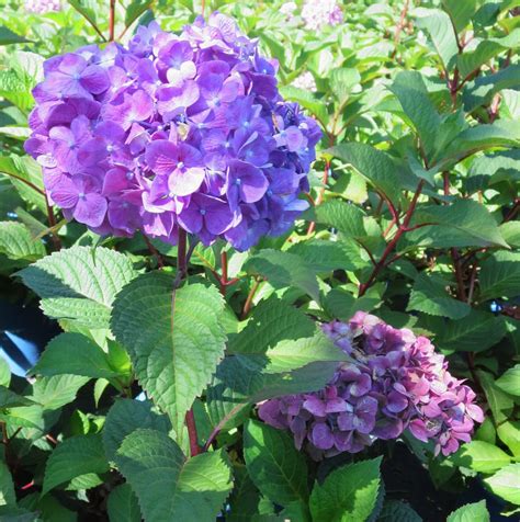 hydrangea macrophylla montale gardens