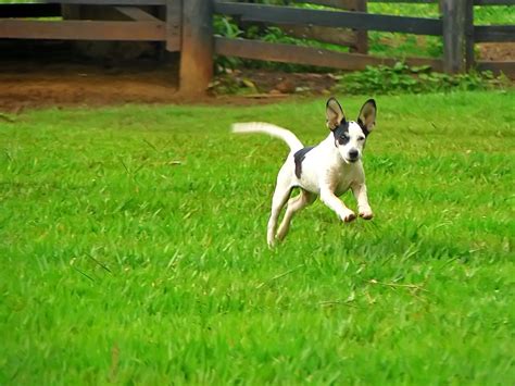 jumping dog  photo  freeimages