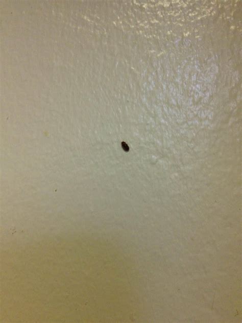 little black bugs in my kitchen 1500 trend home design