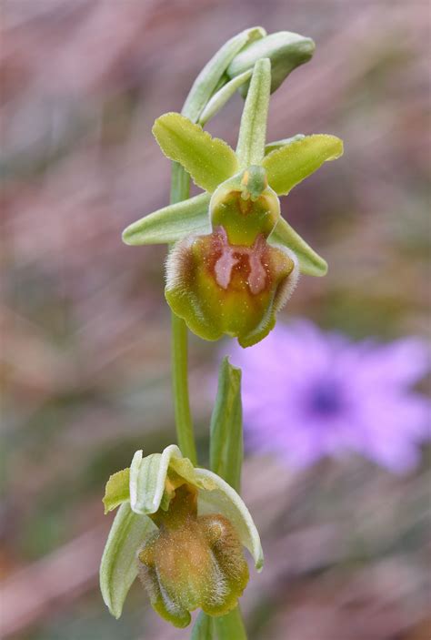 ophrys sphegodes juzaphoto