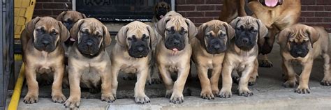 Contact Us Page Exotic Boerboel Puppies For Sale