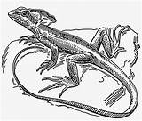 Lizard Basilisk Plumed Pngkey sketch template