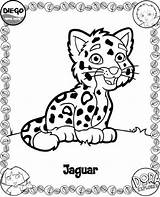 Coloring Pages Diego Jaguar Go Baby Kids Printable Sheet Print Color Animals Dora Cute Coloriage Kleurplaat Tiger Fun Popular Sheets sketch template