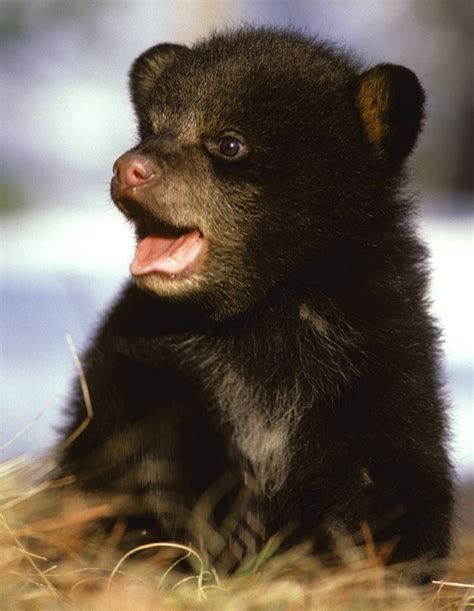 Orphaned Black Bear Cub ‘detained’ By Oregon Police