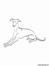 Coloring Pages Greyhound Whippet Getcolorings Getdrawings Template sketch template