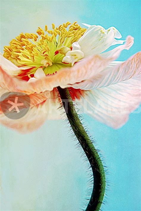 Lady Poppy Digital Art Als Poster Und Kunstdruck Von Ad Design Photo