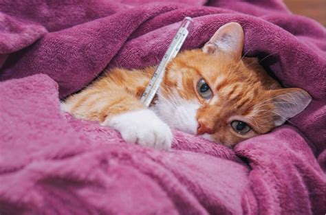 recognising signs  illness   sick cat common symptoms