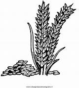 Getreide Ausmalen Malvorlage Ausmalbilder Grano Weizen Disegno Getreidesorten Colorare Malvorlagen Sommer Gratismalvorlagen Frühling sketch template