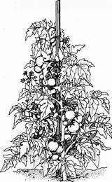 Tomato Plant Colouring Plants Pages Cliparts Supports Vine Grovida Drawing Ornate Stake Sprawl Strong Lot Let Space Take Them If sketch template