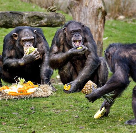evolution selbst schimpansen haben einen sinn fuer fairness welt
