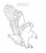Eagle Coloring Pages Flying sketch template