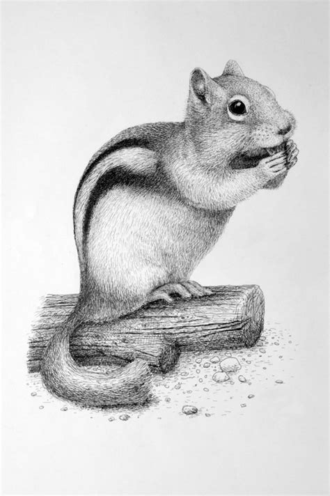 simple  easy pencil drawings  animals   beginner