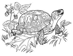 turtle image  print  color turtles kids coloring pages