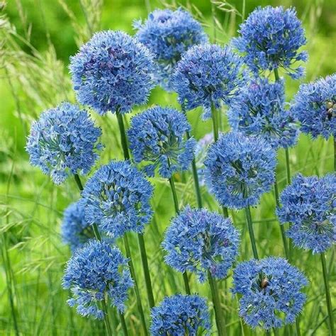 pre order allium azureum blue  bulbs lovely blooms etsy